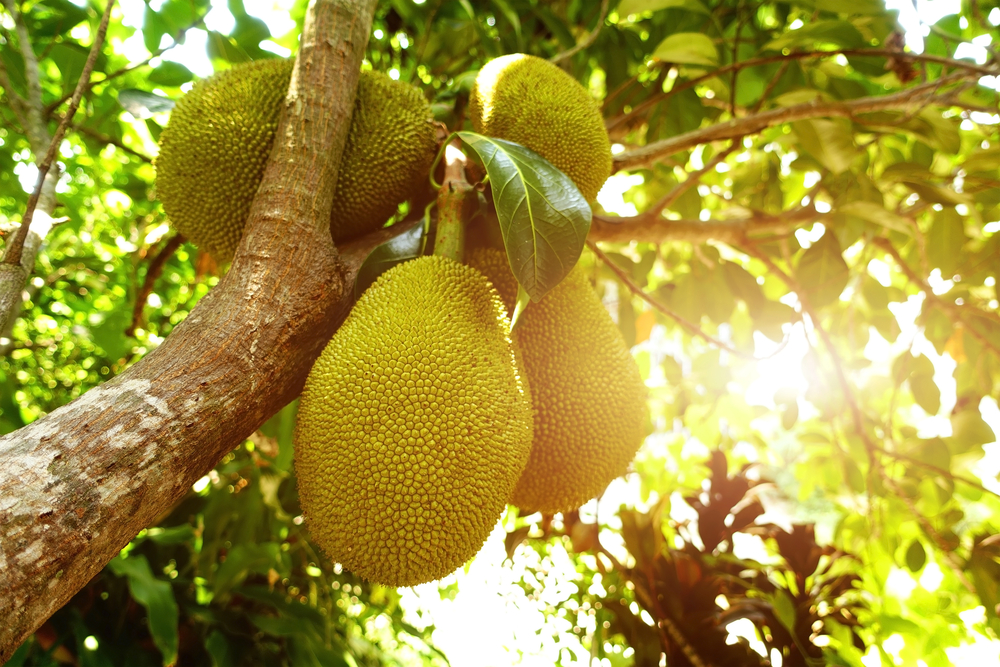 Jackfruit-origineel-1